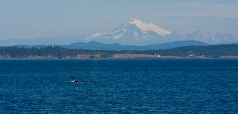 Orca And Mount Baker